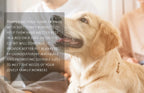 Waterproof & Reversible Dog Bed Cover Pet Blanket Sofa, Couch Cover Mattress Protector Furniture Protector for Dog, Pet, Cat